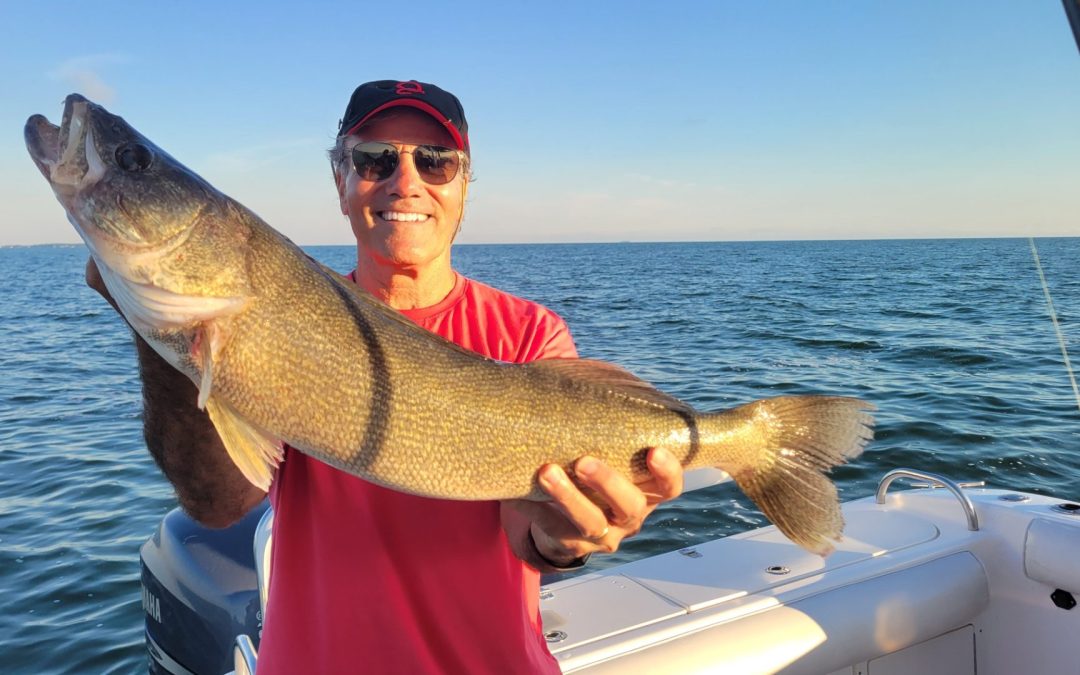 Bigger walleye moving back into shallower waters around the Lake Erie islands